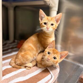Tuna -  Domestic Short Hair Cat for Adoption in Spokane, Washington - Tuna | PetCurious