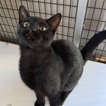 Dwane -  Domestic Short Hair Cat for Adoption in Oconto, Wisconsin - Dwane | PetCurious