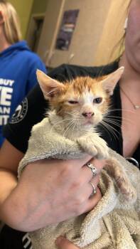 Pickles -  Domestic Short Hair Cat for Adoption in Rockwall, Texas - Pickles | PetCurious