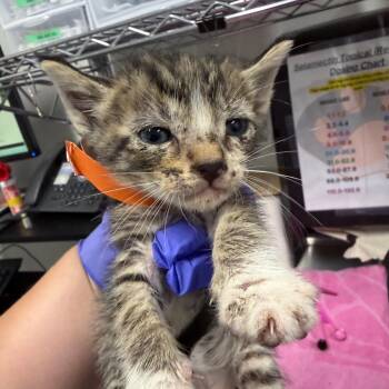 Liam(Orange) -  Domestic Short Hair Cat for Adoption in League City, Texas - Liam(Orange) | PetCurious