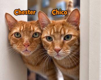 Chico: The Big Softie Who