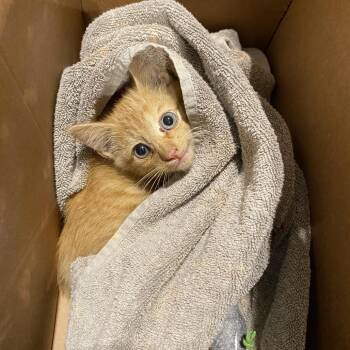 Junebug -  Domestic Short Hair Cat for Adoption in Lynchburg, Virginia - Junebug | PetCurious