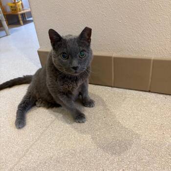 Domestic Short Hair Cats Available for Adoption - Ace | PetCurious