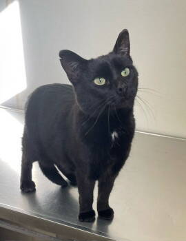 Rescue Domestic Short Hair Cats for Adoption in Mitchell, South Dakota - Jessa - Black & White Cat - #18 | PetCurious