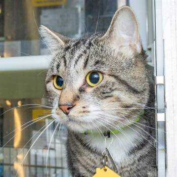 DOMINGO -  Domestic Short Hair Cat for Adoption in St. Louis, Missouri - DOMINGO | PetCurious