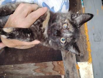 Lucy -  Domestic Medium Hair Cat for Adoption in Glenville, West Virginia - Lucy | PetCurious