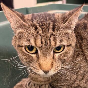 Tabby -  Domestic Short Hair Cat for Adoption in Las Cruces, New Mexico - Tabby | PetCurious