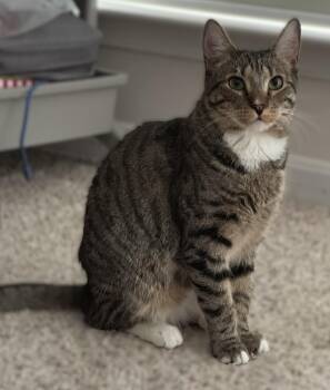 Rescue Tabby Cats for Adoption in Leesburg, Virginia - Cider | PetCurious