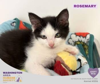 Rosemary -  Domestic Short Hair Cat for Adoption in Eighty Four, Pennsylvania - Rosemary | PetCurious