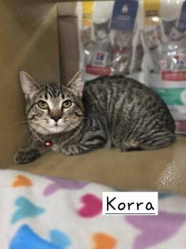 Korra      (PIA) -  Domestic Short Hair Cat for Adoption in Metamora, Illinois - Korra      (PIA) | PetCurious