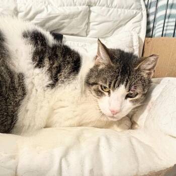 Tamara -  Domestic Short Hair Cat for Adoption in Los Angeles, California - Tamara | PetCurious