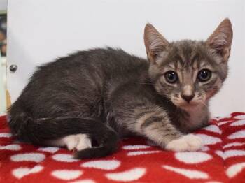 CLARISSA -  Domestic Short Hair Cat for Adoption in Sacramento, California - CLARISSA | PetCurious