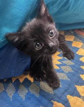 Breaker -  Domestic Short Hair Cat for Adoption in Daytona Beach, Florida - Breaker | PetCurious
