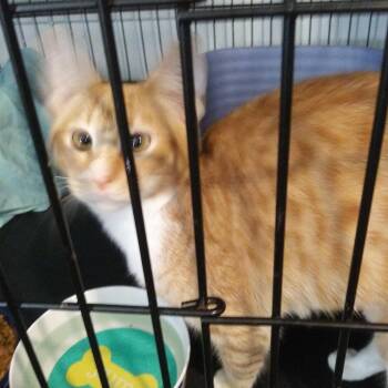 Twyla -  Domestic Short Hair Cat for Adoption in PORT WENTWRTH, Georgia - Twyla | PetCurious