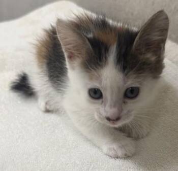 Astra -  Domestic Short Hair Cat for Adoption in Honolulu, Hawaii - Astra | PetCurious