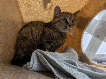 MATISSE -  Domestic Short Hair Cat for Adoption in Kent, Washington - MATISSE | PetCurious