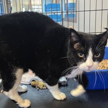 Rescue Domestic Short Hair Cats for Adoption in Idaho Falls, Idaho - Barbara | PetCurious