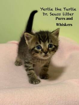 Domestic Short Hair Cats Available for Adoption in New Hartford, New York - Yertle The Turtle | PetCurious