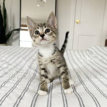Domestic Short Hair Cats Available for Adoption - Churro | PetCurious