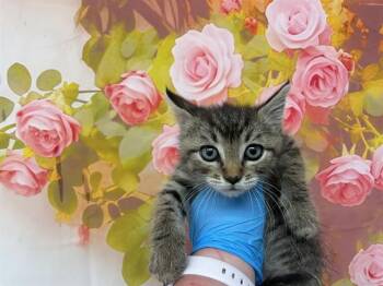PIERRE -  Domestic Short Hair Cat for Adoption in San Bernardino, California - PIERRE | PetCurious