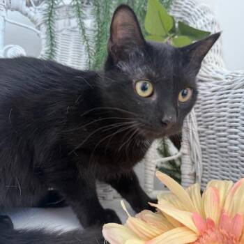 Toodles Ridge  56240 -  Domestic Short Hair Cat for Adoption in Eaton Rapids, Michigan - Toodles Ridge  56240 | PetCurious