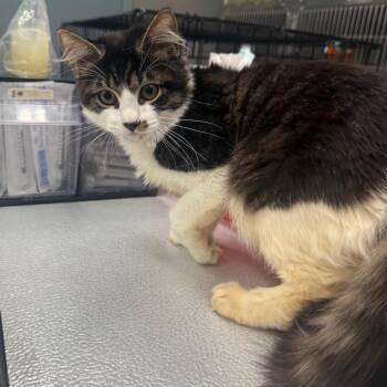 Mandrake -  Domestic Medium Hair Cat for Adoption in Spokane, Washington - Mandrake | PetCurious