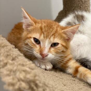 26-236 Lenny -  Domestic Short Hair Cat for Adoption in North Branford, Connecticut - 26-236 Lenny | PetCurious