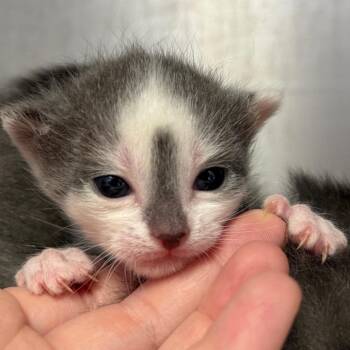 Freckle -  Domestic Short Hair Cat for Adoption in Asheville, North Carolina - Freckle | PetCurious