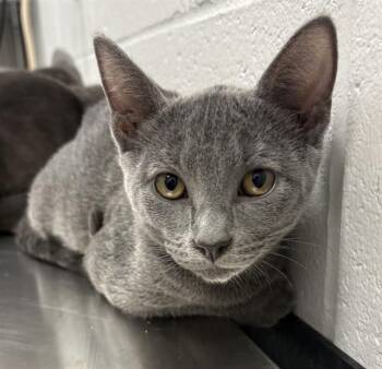 DIME -  Domestic Short Hair Cat for Adoption in Indianapolis, Indiana - DIME | PetCurious