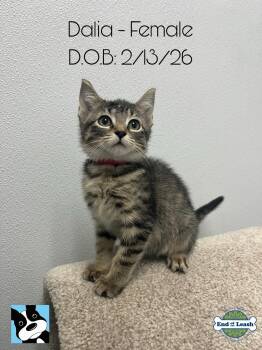 Domestic Short Hair Cats Available for Adoption in Muskego, Wisconsin - Dalia  - Playful And Affectionate Kitten | PetCurious