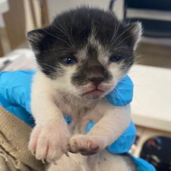 Domestic Short Hair Cats Available for Adoption in West Palm Beach, Florida - Liberty | PetCurious