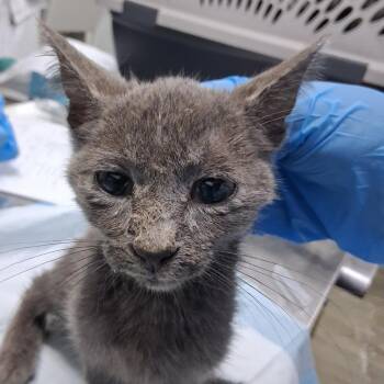 Rocco -  Domestic Short Hair Cat for Adoption in Summerville, South Carolina - Rocco | PetCurious