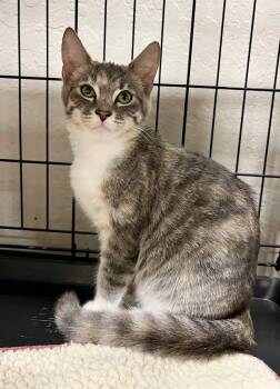 Torbie and Domestic Short Hair Cats Available for Adoption in Walnut Creek, California - Whitney | PetCurious