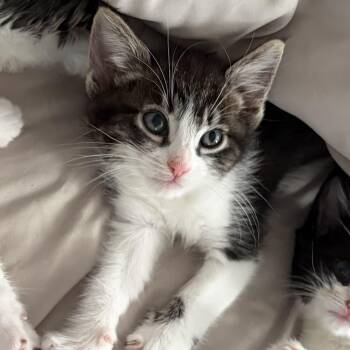 Domestic Medium Hair Cats Available for Adoption in Santa Ana, California - Pebbles | PetCurious