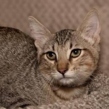 Joey -  Domestic Short Hair Cat for Adoption in Santa Fe, Texas - Joey | PetCurious