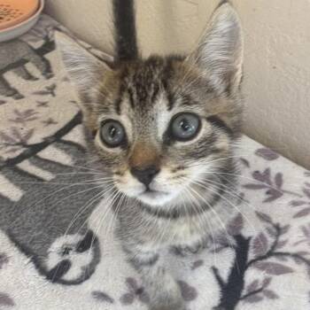 Jamaica -  Domestic Medium Hair Cat for Adoption in Medford, Oregon - Jamaica | PetCurious