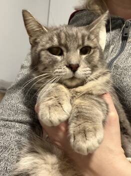 Domestic Short Hair Cats Available for Adoption - Tsaritsa | PetCurious