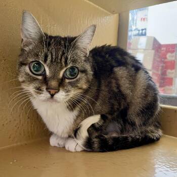 Eva -  Domestic Short Hair Cat for Adoption in Pickering, Ontario - Eva | PetCurious