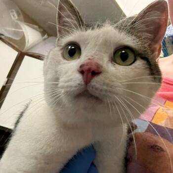 Ice Cream Sandwich -  Domestic Short Hair Cat for Adoption in Troy, Virginia - Ice Cream Sandwich | PetCurious