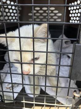 BEA -  Domestic Short Hair Cat for Adoption in Camarillo, California - BEA | PetCurious