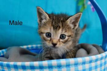 Domestic Short Hair Cats Available for Adoption - Ash | PetCurious