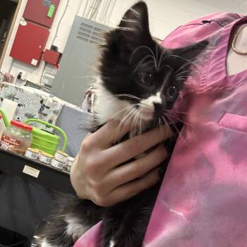 Zebra Cake -  Domestic Short Hair Cat for Adoption in Saint Charles, Missouri - Zebra Cake | PetCurious