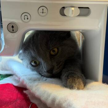 Amberly -  Domestic Medium Hair Cat for Adoption in Harrisonburg, Virginia - Amberly | PetCurious