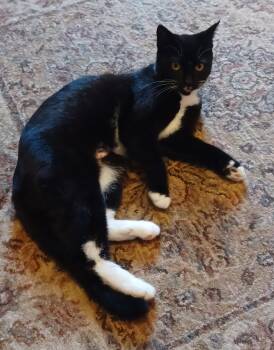 Domestic Short Hair Cats Available for Adoption in Lemoyne, Pennsylvania - Chanel | PetCurious