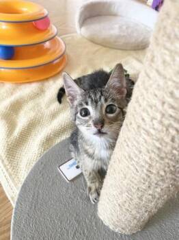 Domestic Short Hair Cats Available for Adoption - Charlie | PetCurious