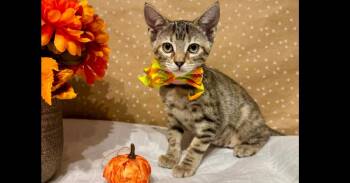 Cadet -  Domestic Short Hair Cat for Adoption in Groveland, Massachusetts - Cadet | PetCurious