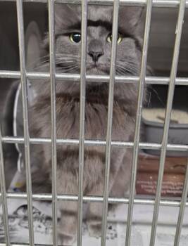 SOLAR -  Domestic Long Hair and Domestic Short Hair Cat for Adoption in Anchorage, Alaska - SOLAR | PetCurious