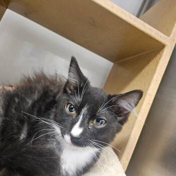 Potato Chip -  Domestic Short Hair Cat for Adoption in Grantsville, Utah - Potato Chip | PetCurious