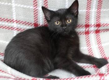 Xavier -  Domestic Short Hair Cat for Adoption in Thief River Falls, Minnesota - Xavier | PetCurious