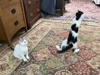 Domestic Short Hair Cats Available for Adoption in Walnut Creek, California - Matilda | PetCurious